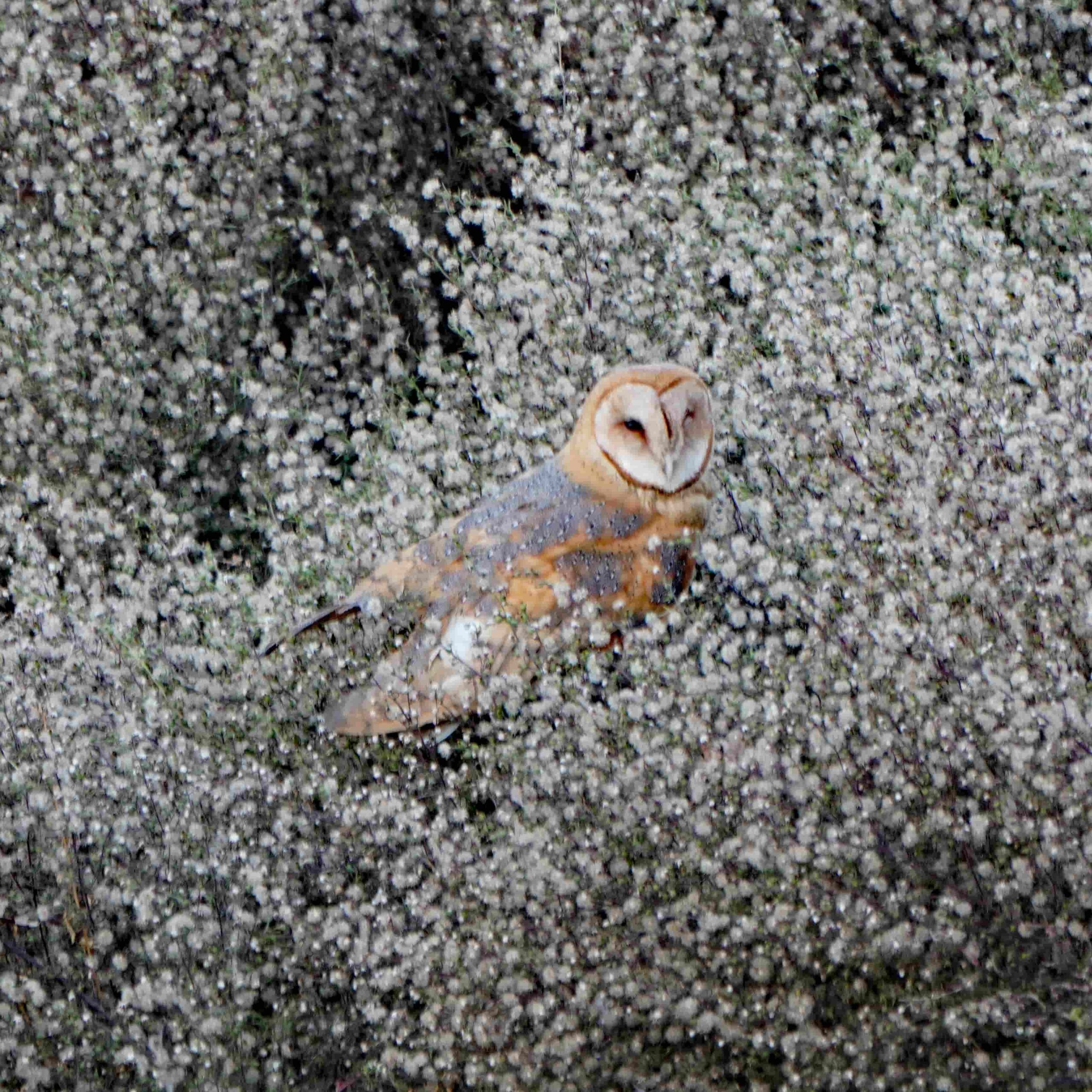 Barn Owl