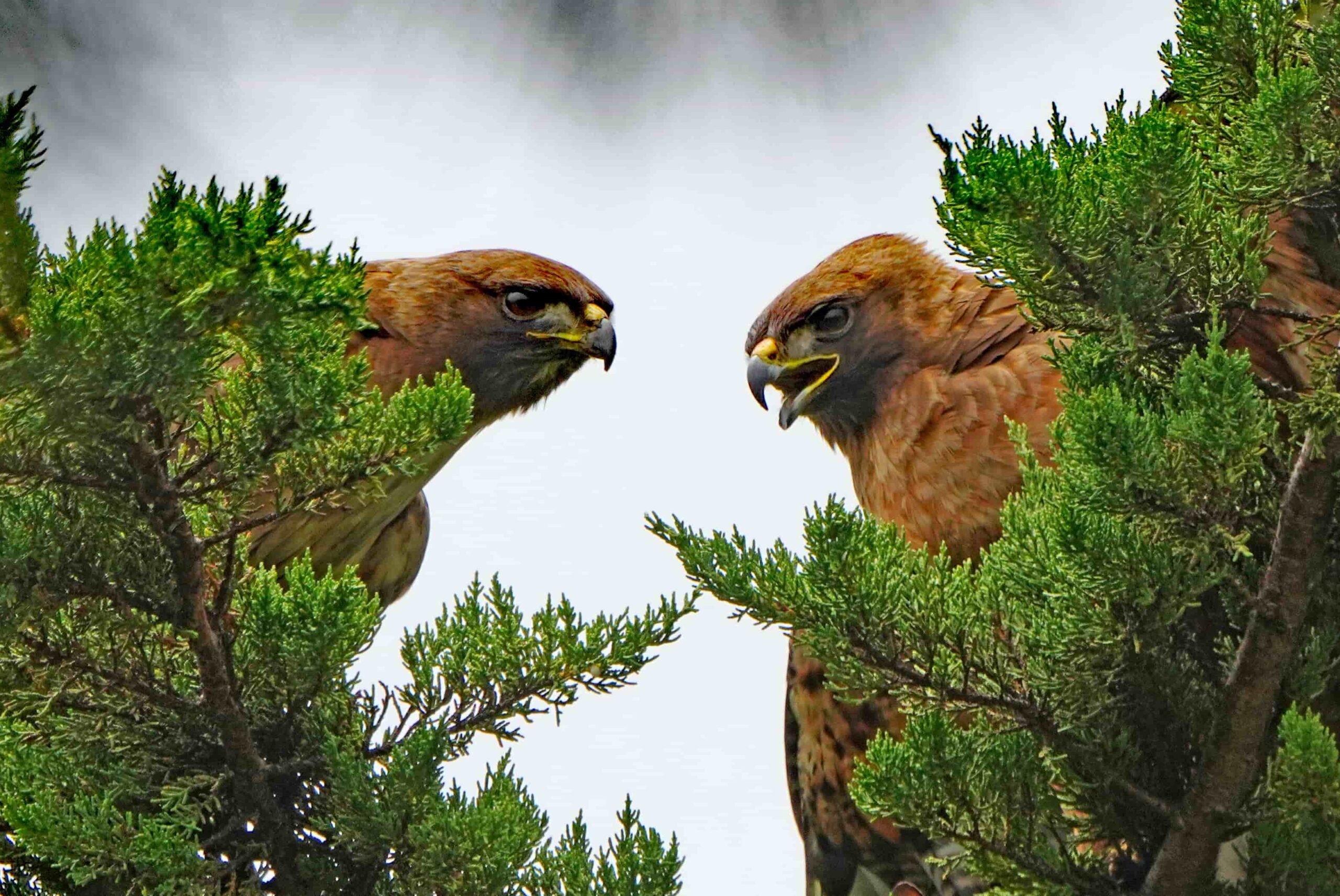 Red-Tailed Hawks