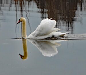 Mute Swan
