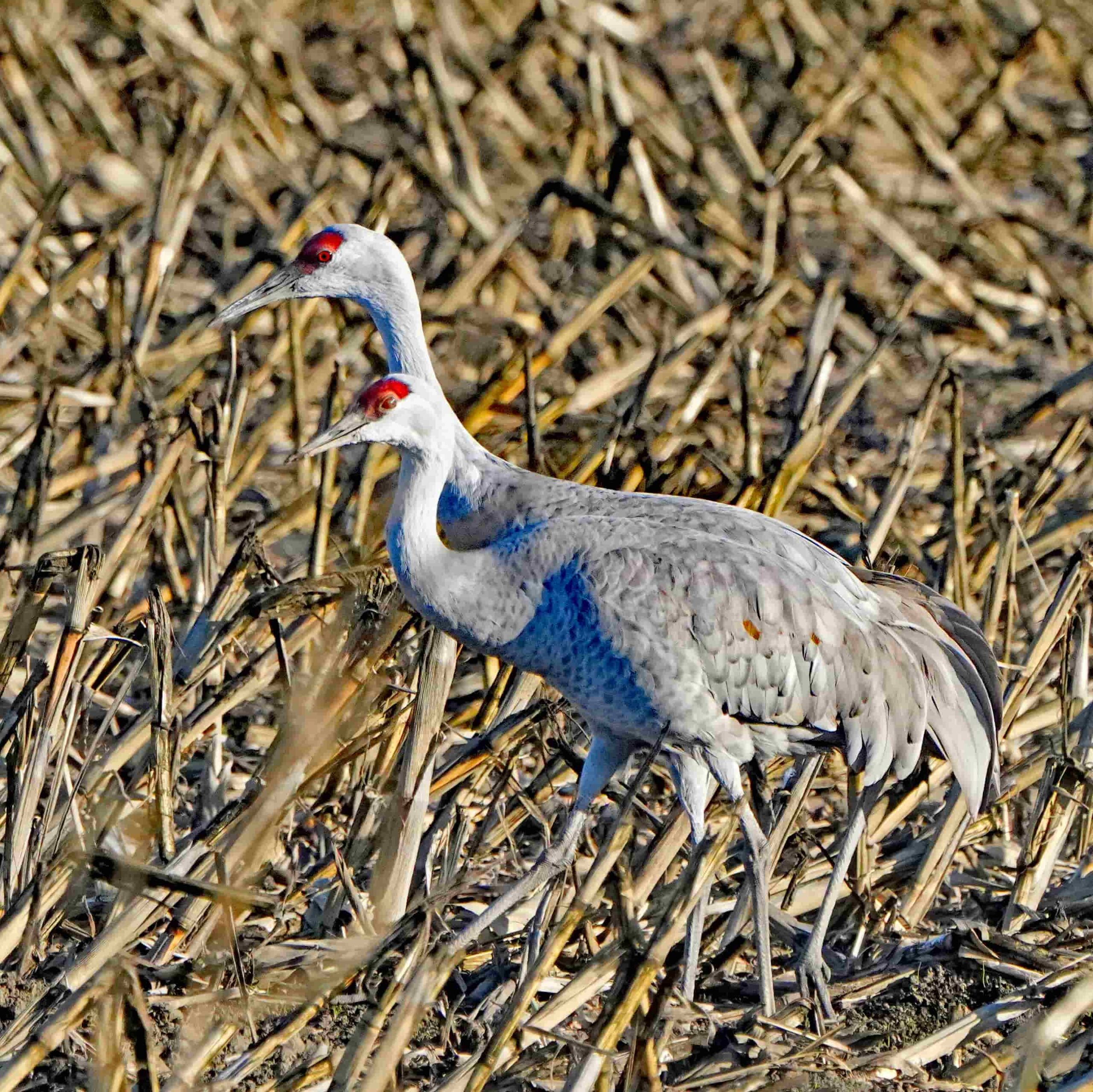 Sandhill Cranes