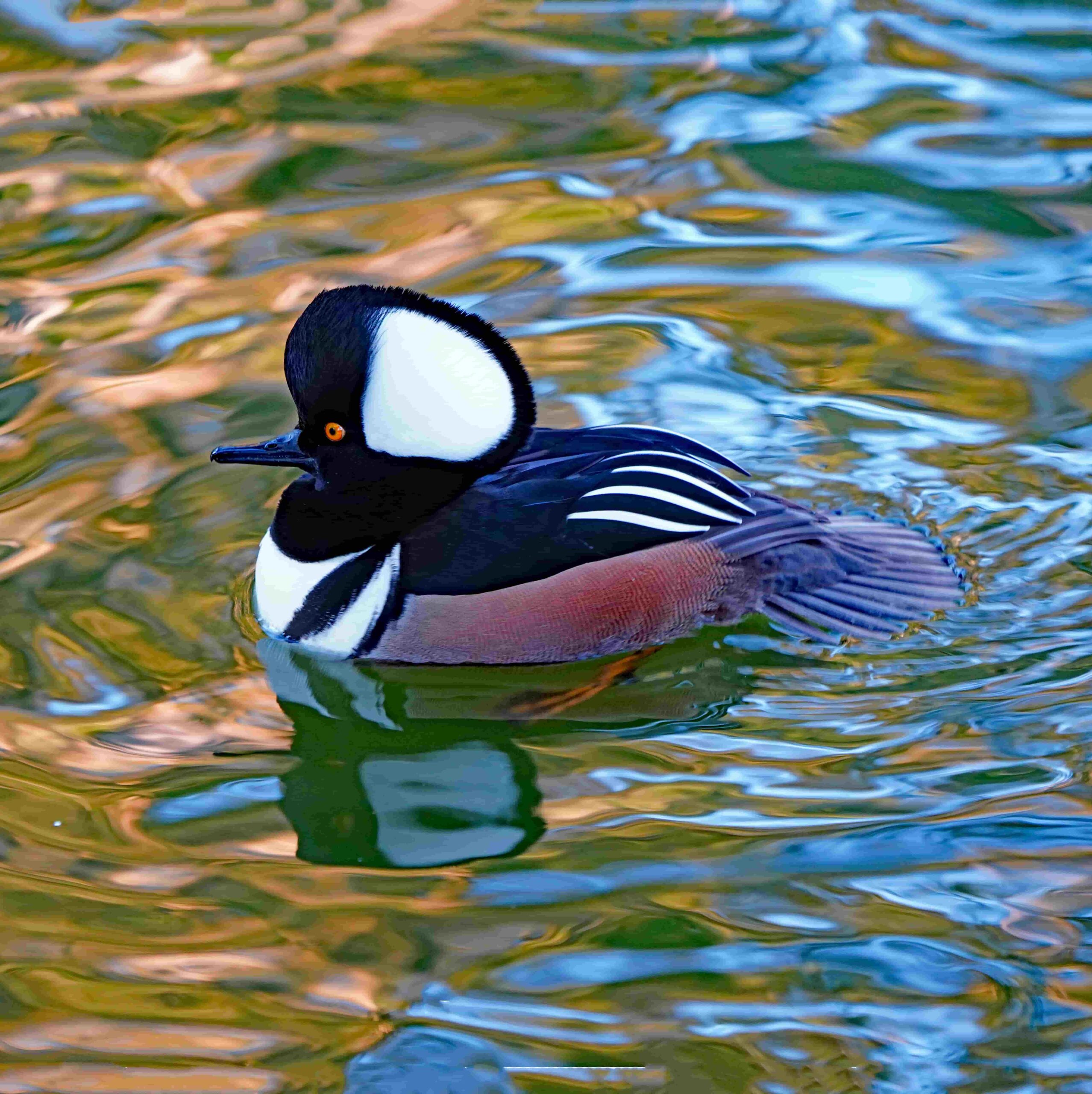 Hooded Merganser