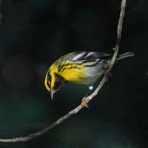 Townsends Warbler