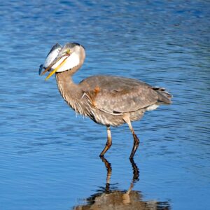 Great Blue Heron