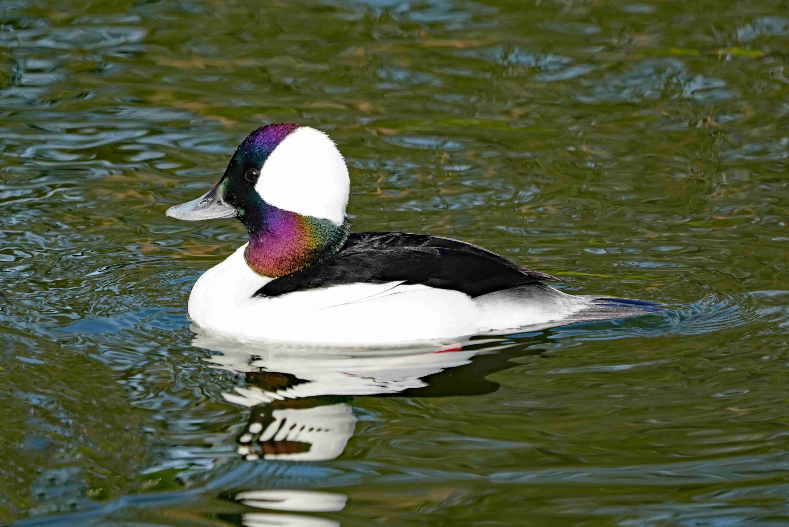 Bufflehead