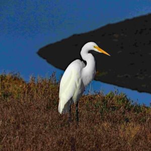 Great Egret