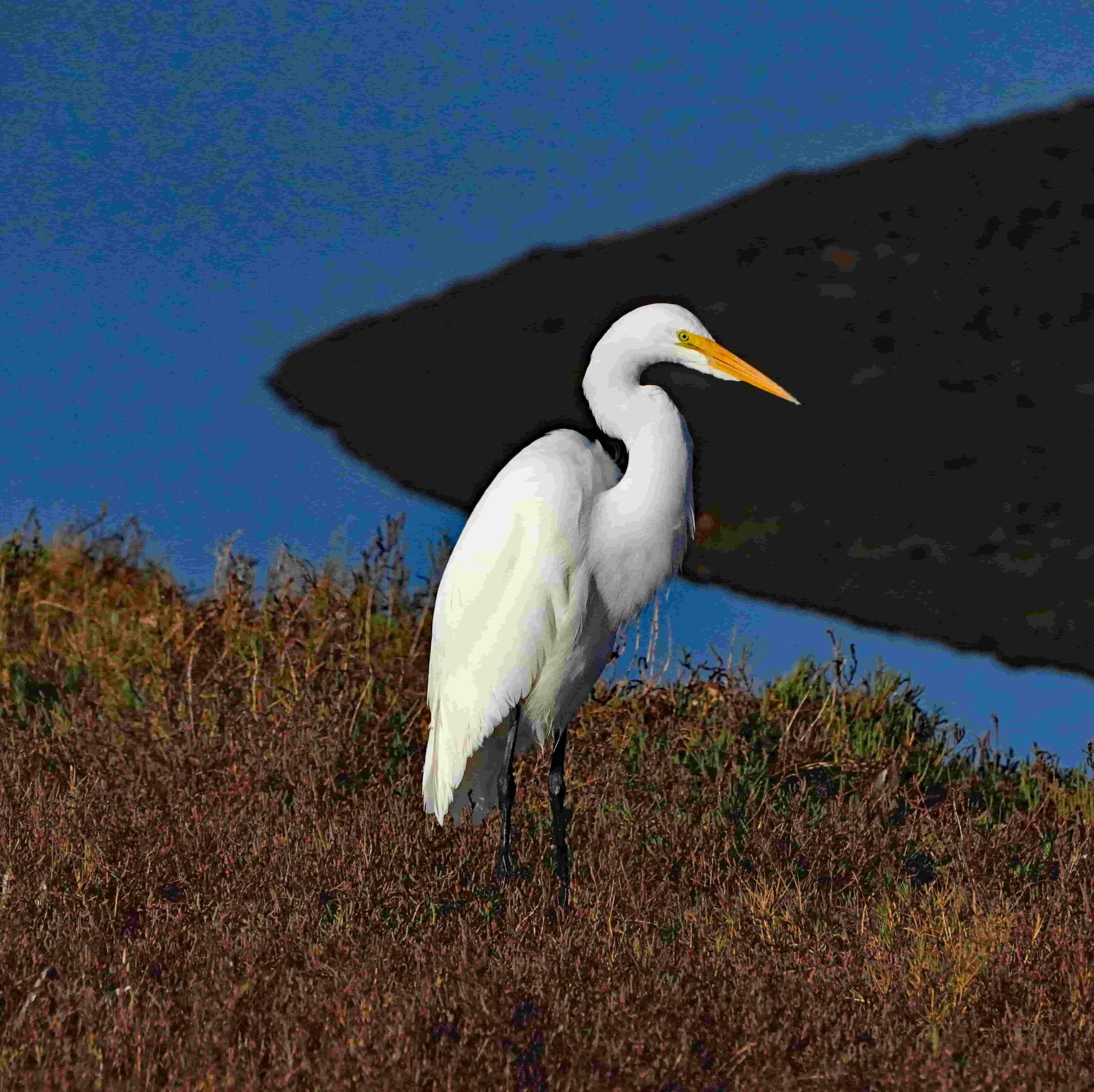 Great Egret