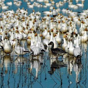Snow Geese