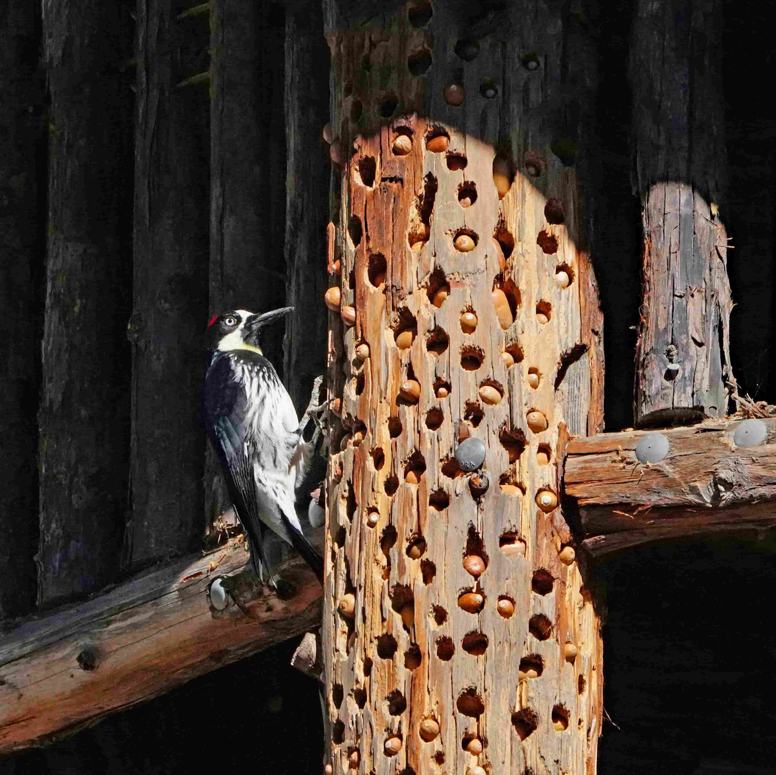 Acorn Woodpecker