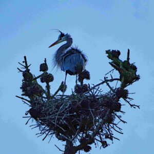 Blue Heron