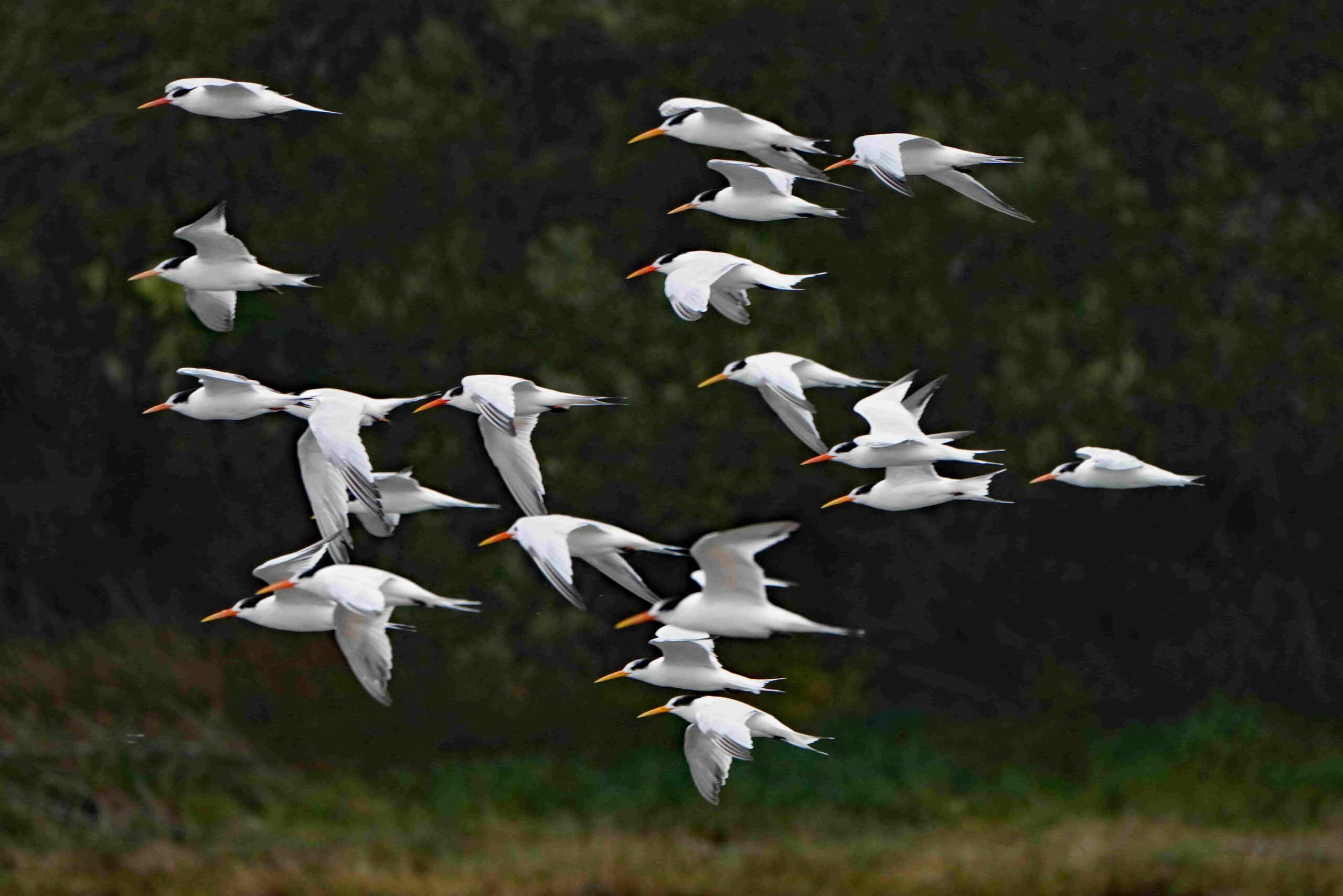 Elegant Terns