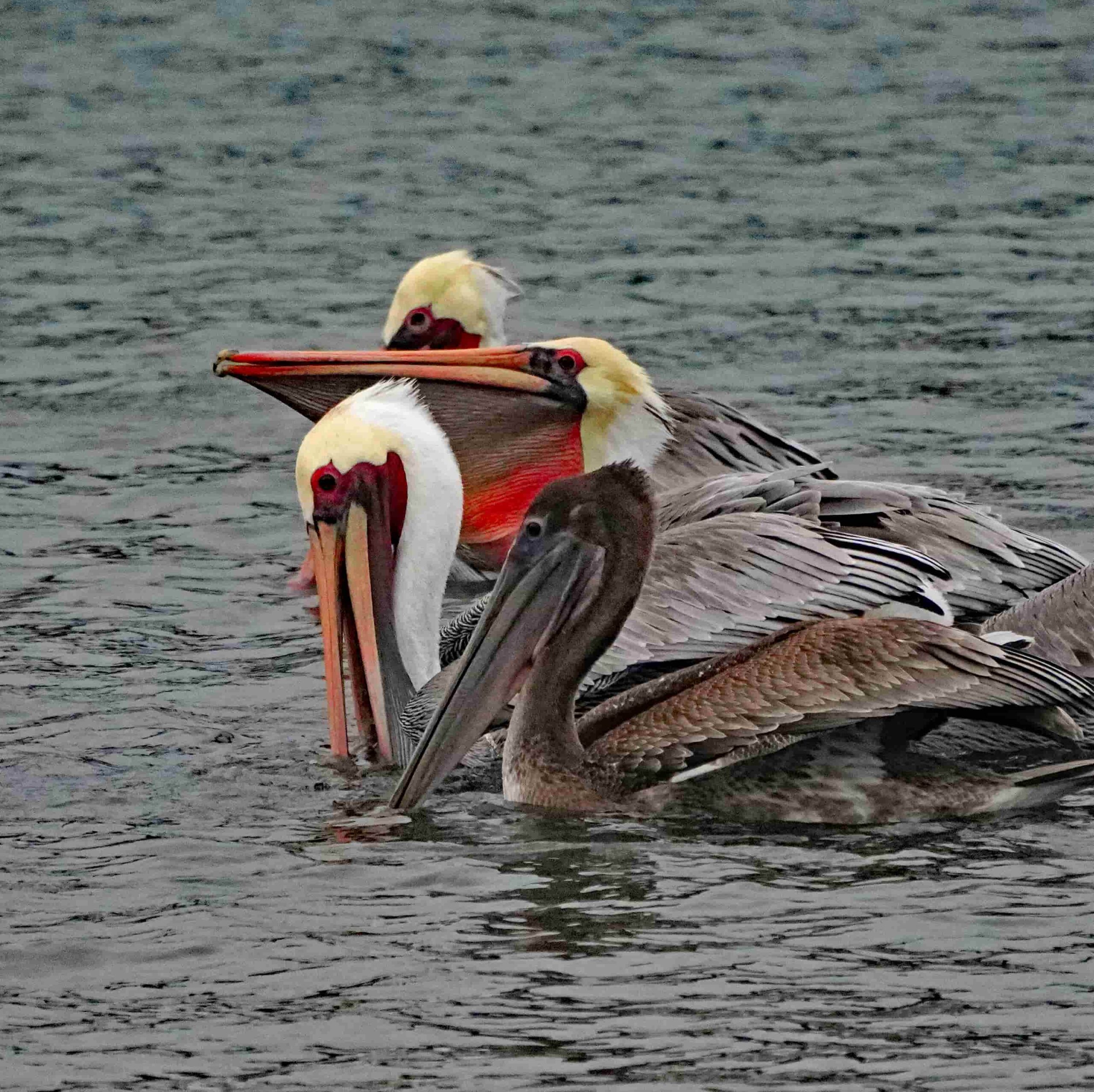 Pacific Brown Pelicans