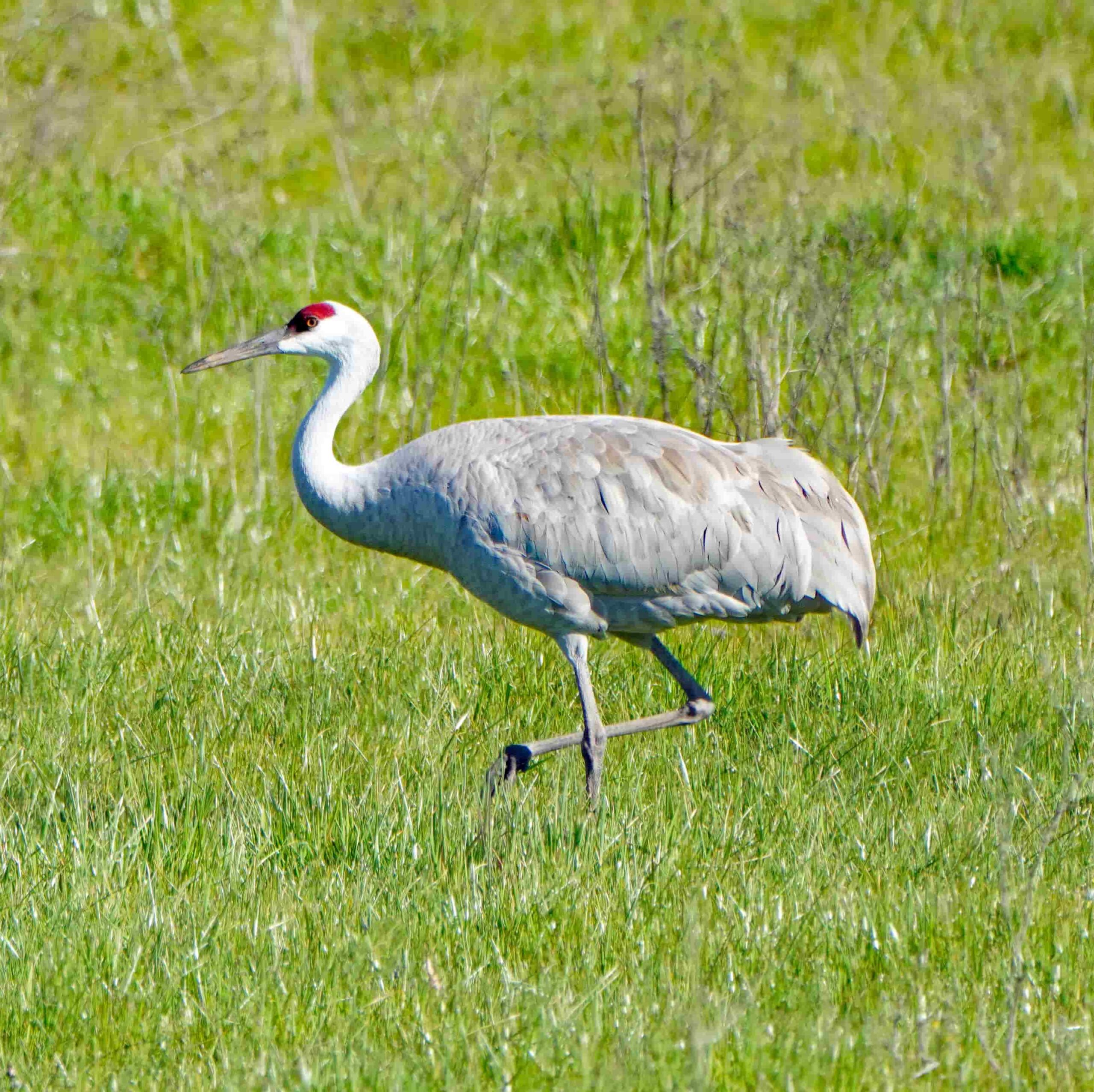 Sandhill Crane