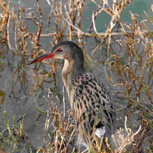 Ridgway Rail