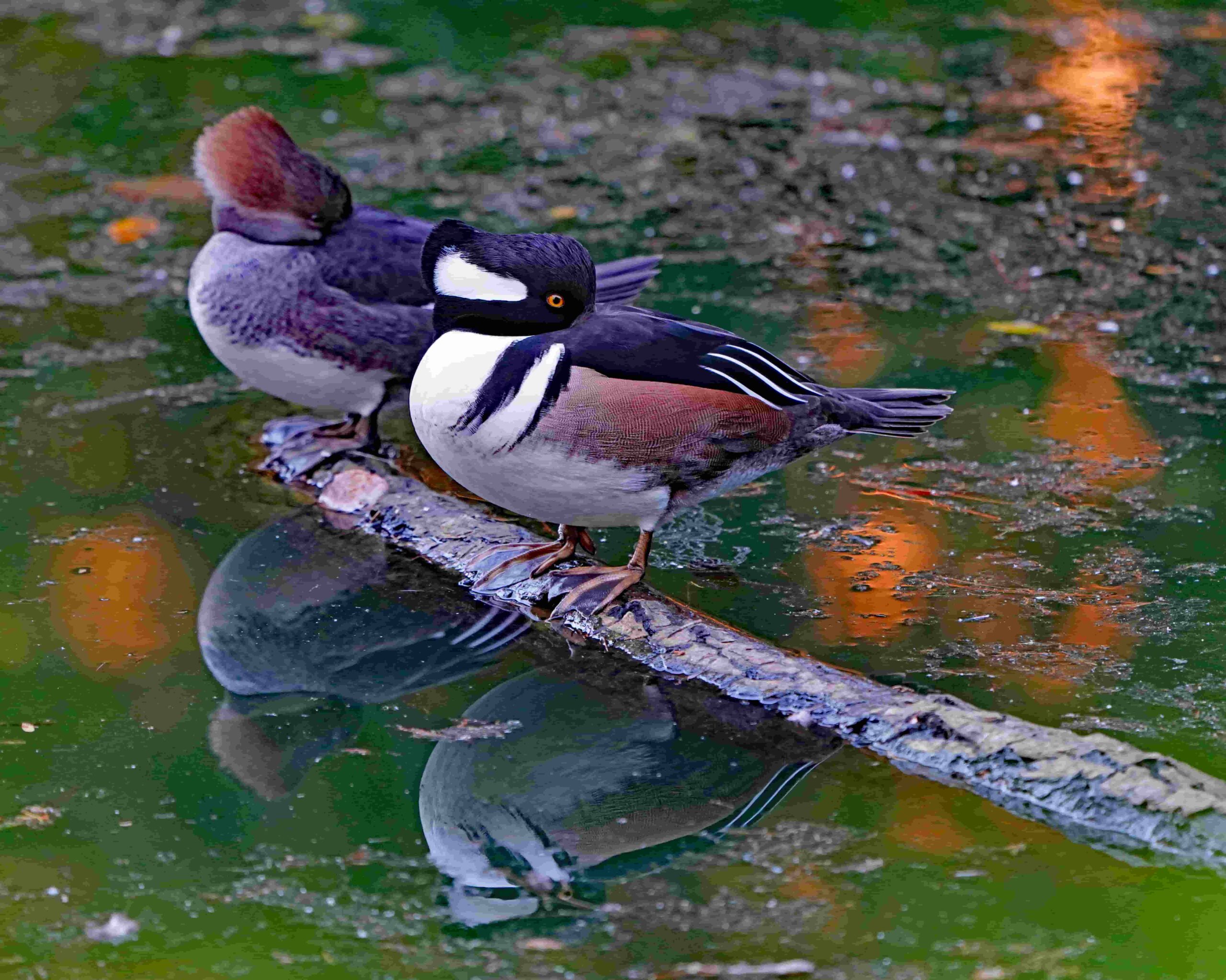 Hooded Mergansers