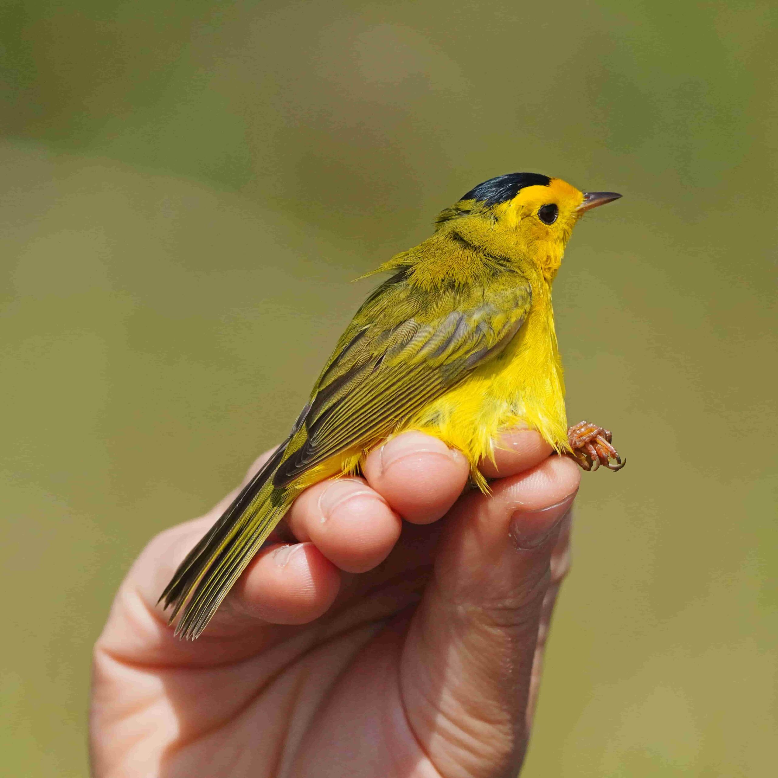 Wilsons Warbler