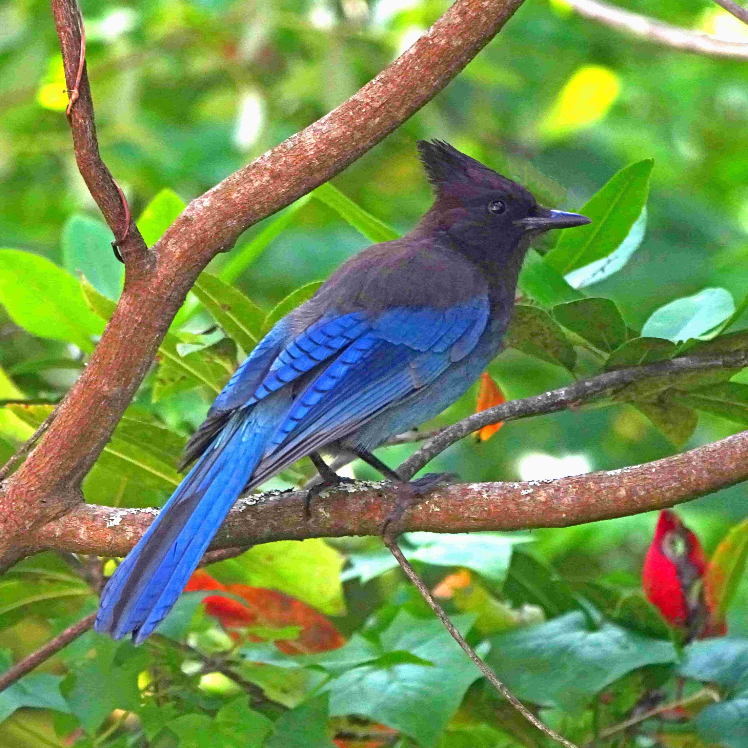 Steller's Jay