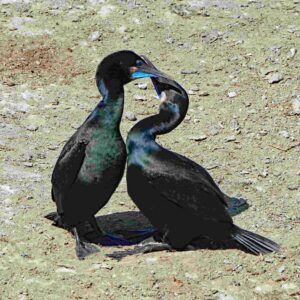Brandt's Cormorant