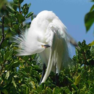 Snowy Egret (Juvenile)