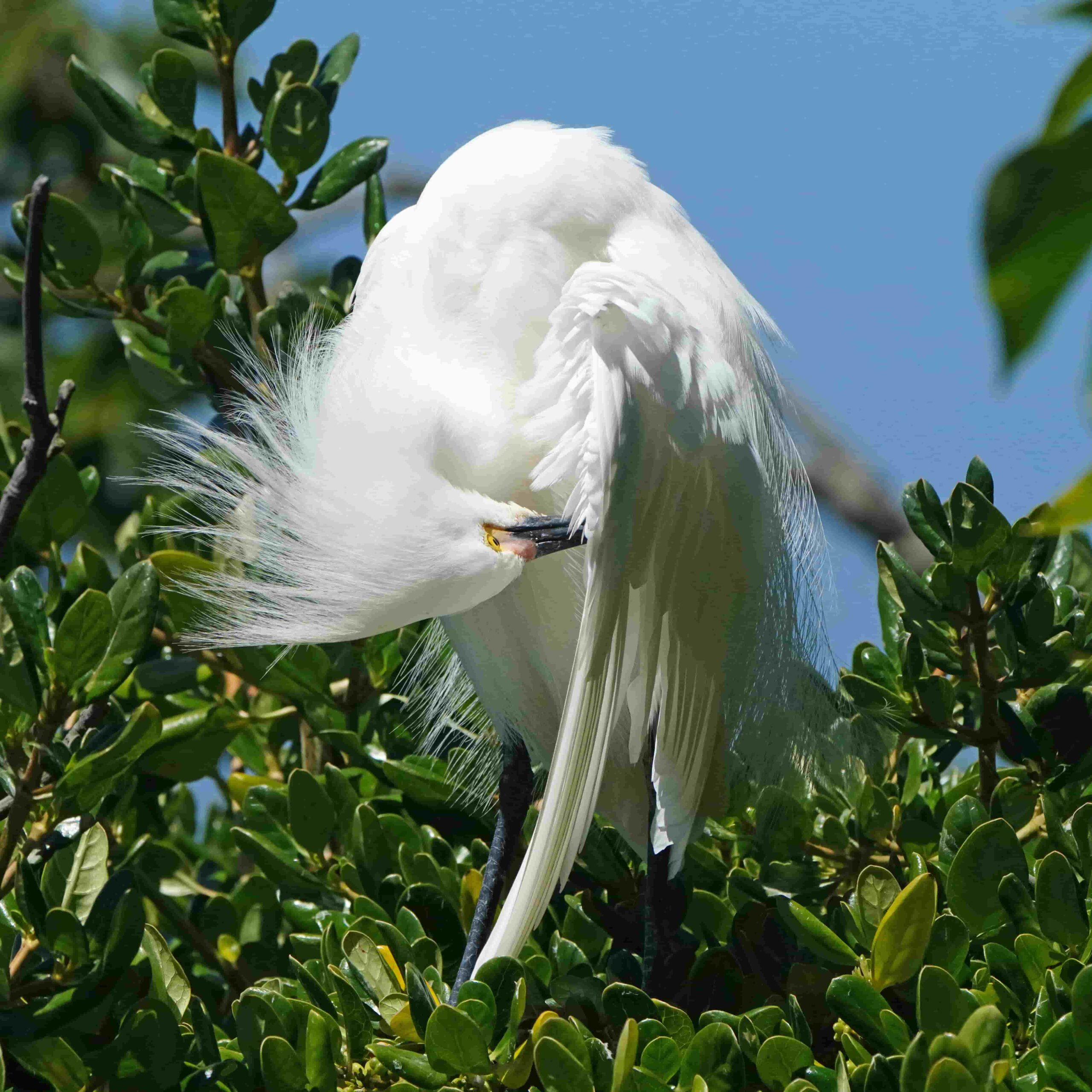 Snowy Egret (Juvenile)
