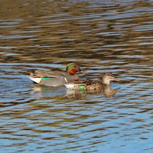Green-winged Teals