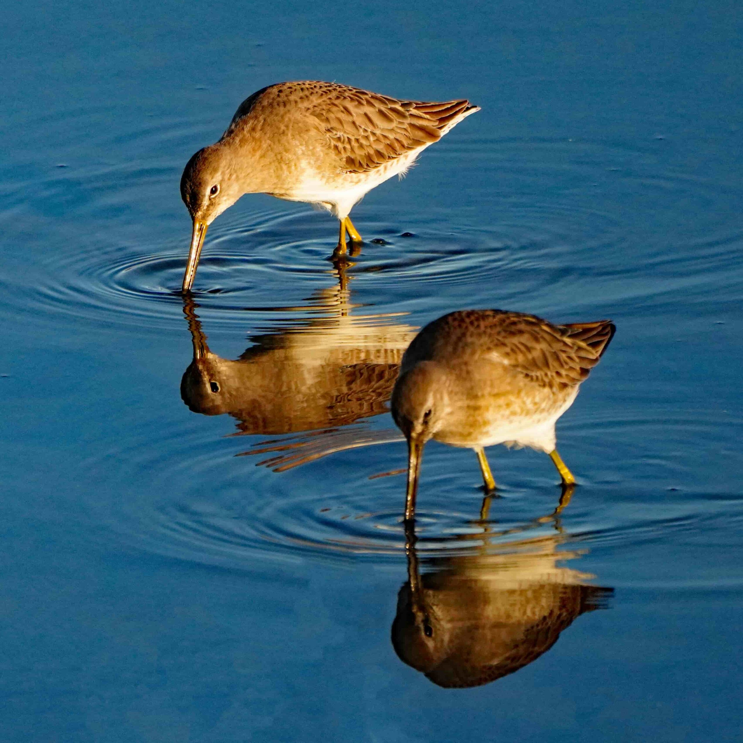 Long-billed Dowitchers
