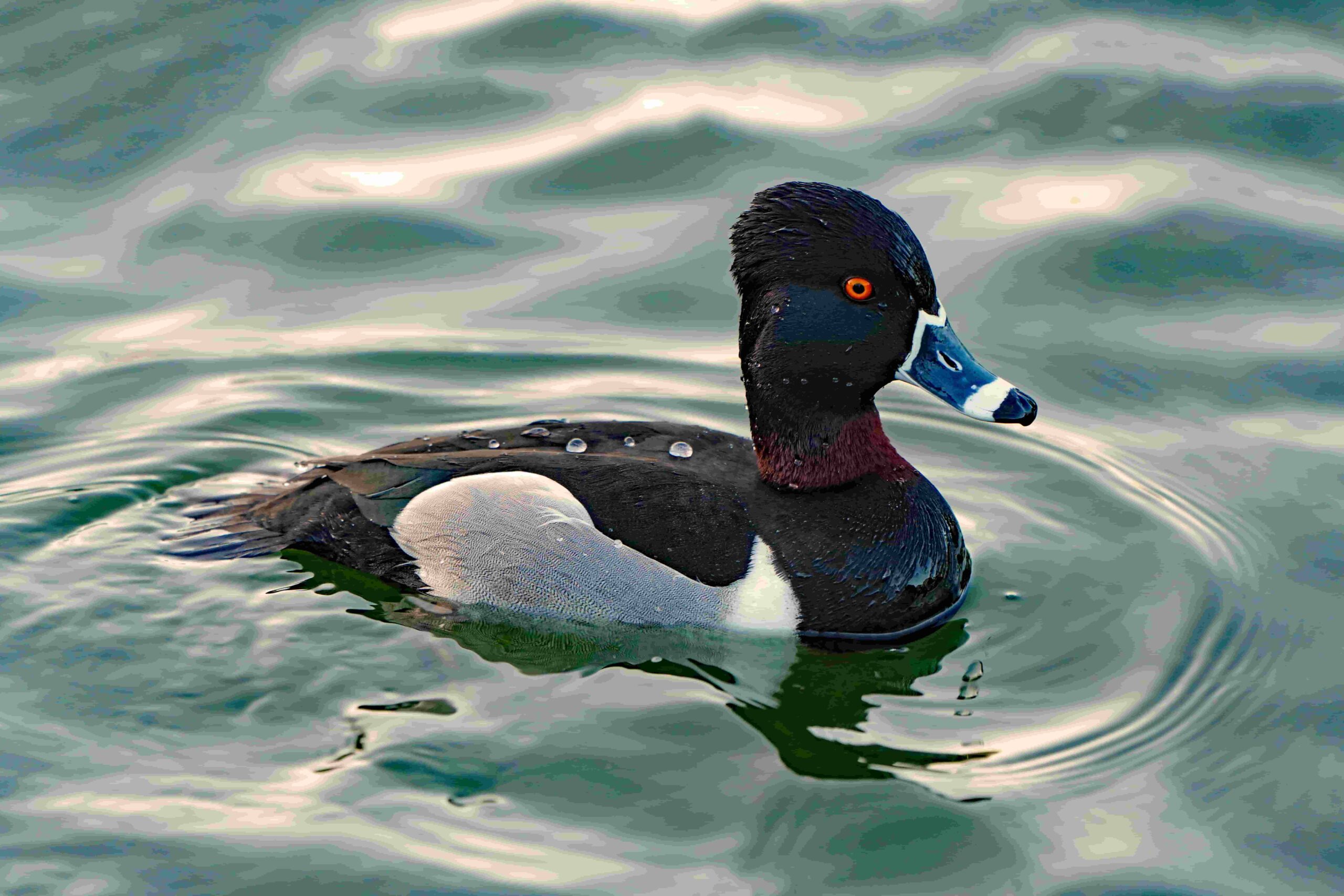 Ring-Necked Duck
