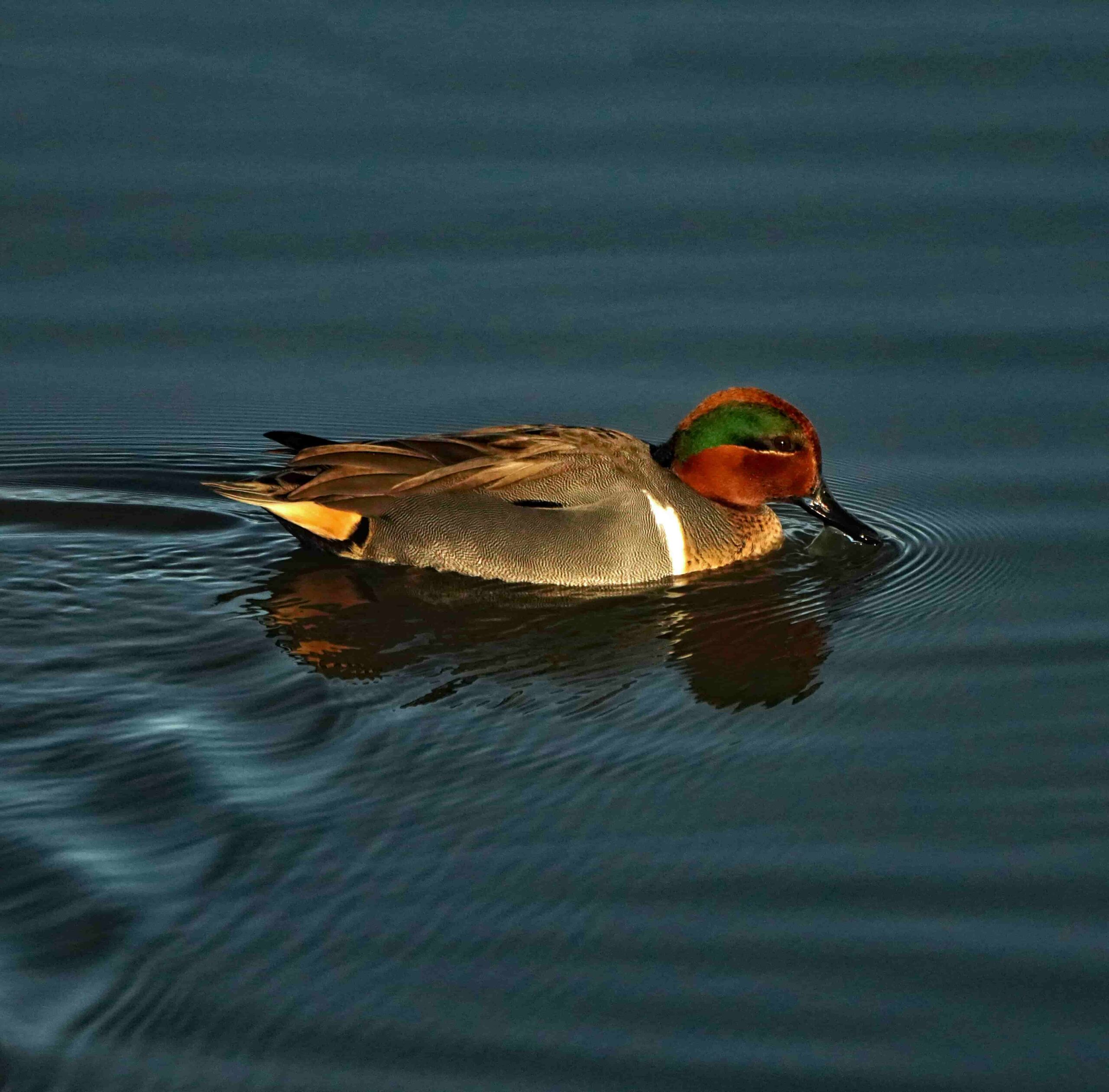 Green-winged Teal