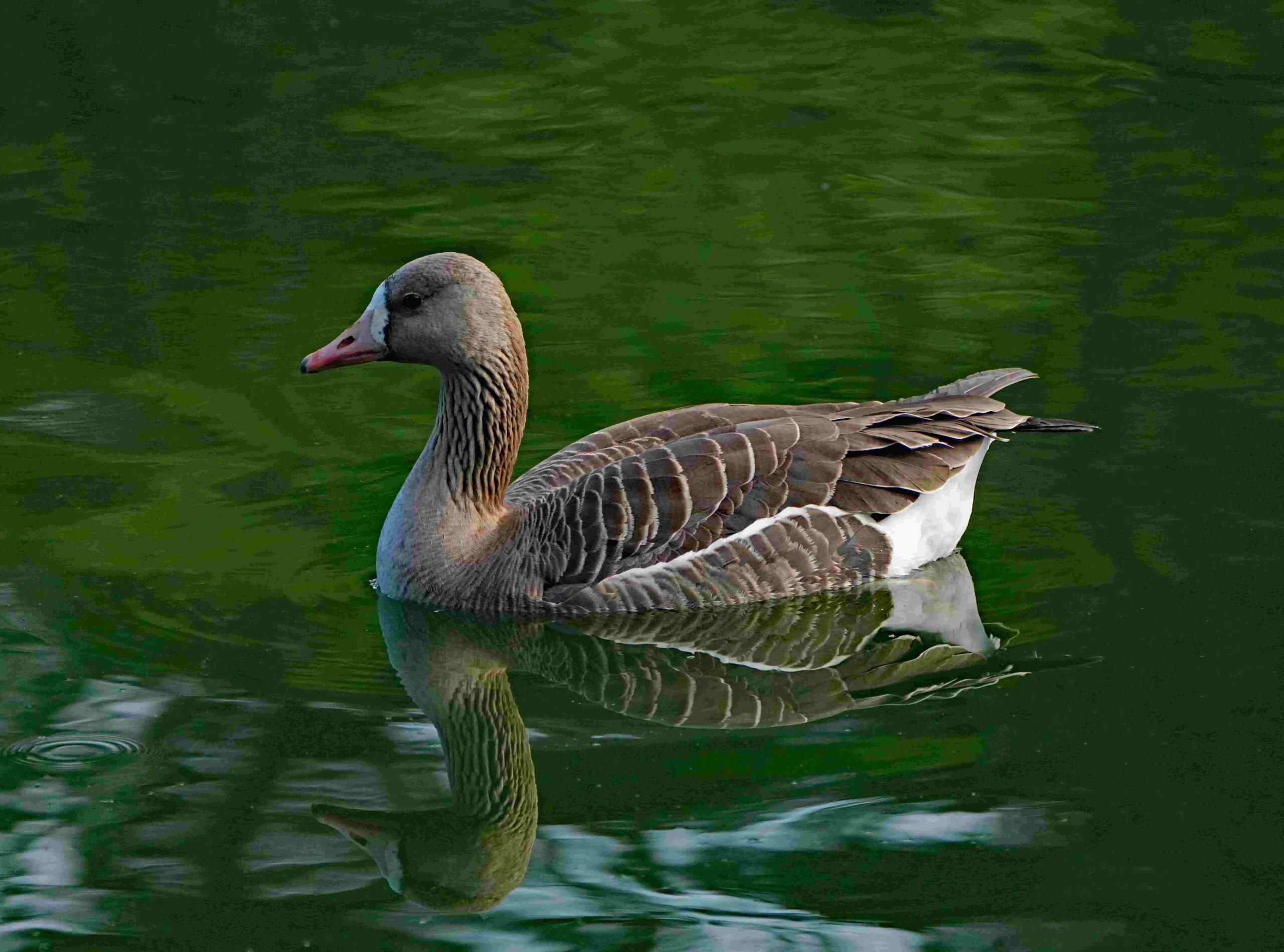 White Fronted Goose