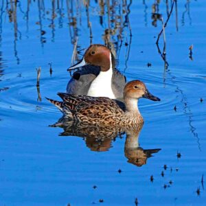 Pintail Ducks