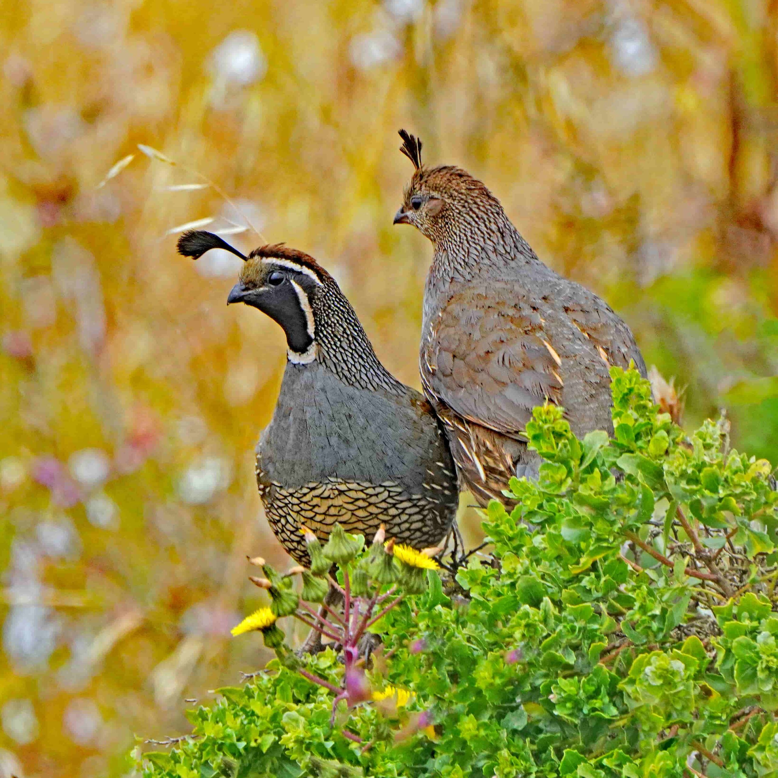 California Quail