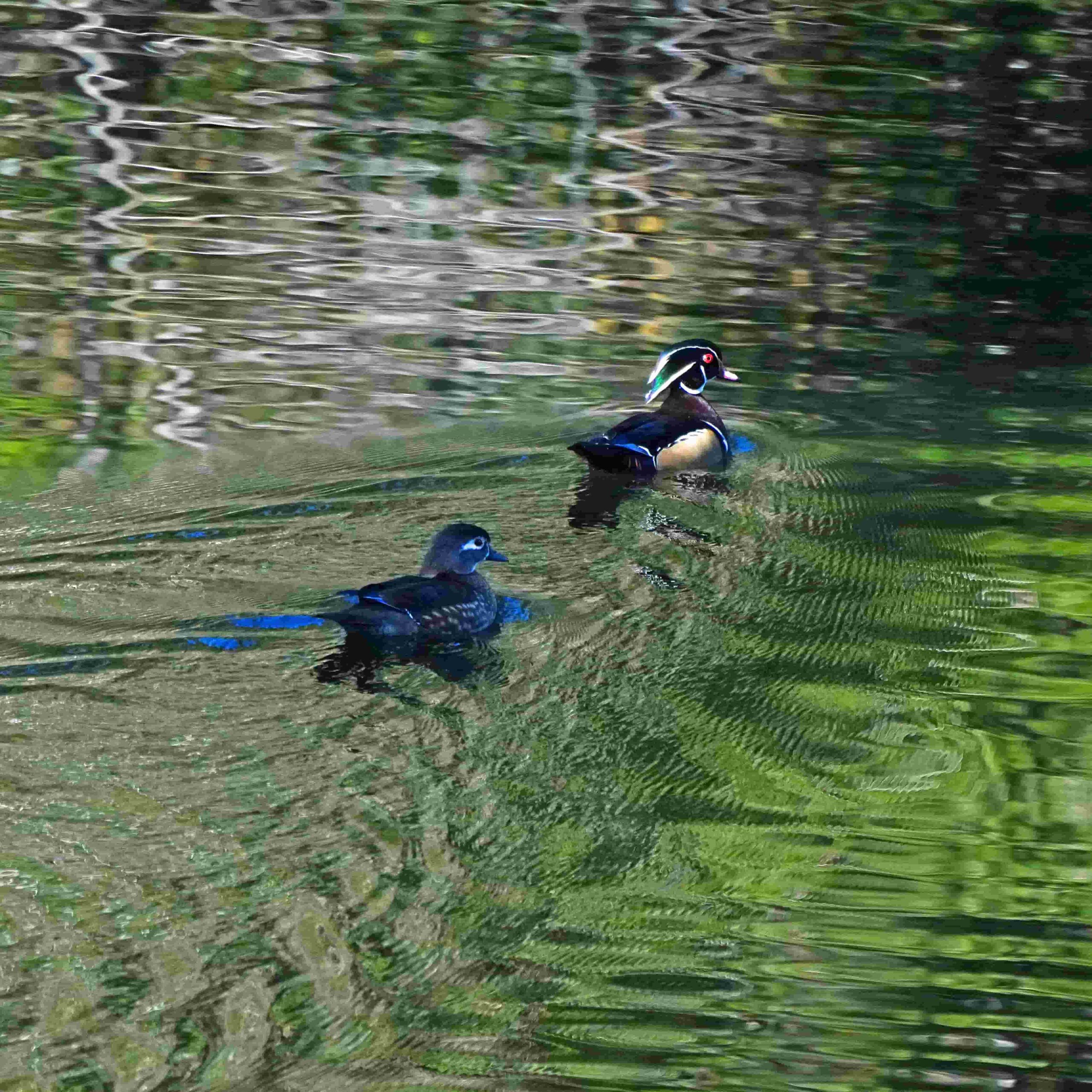 Wood ducks