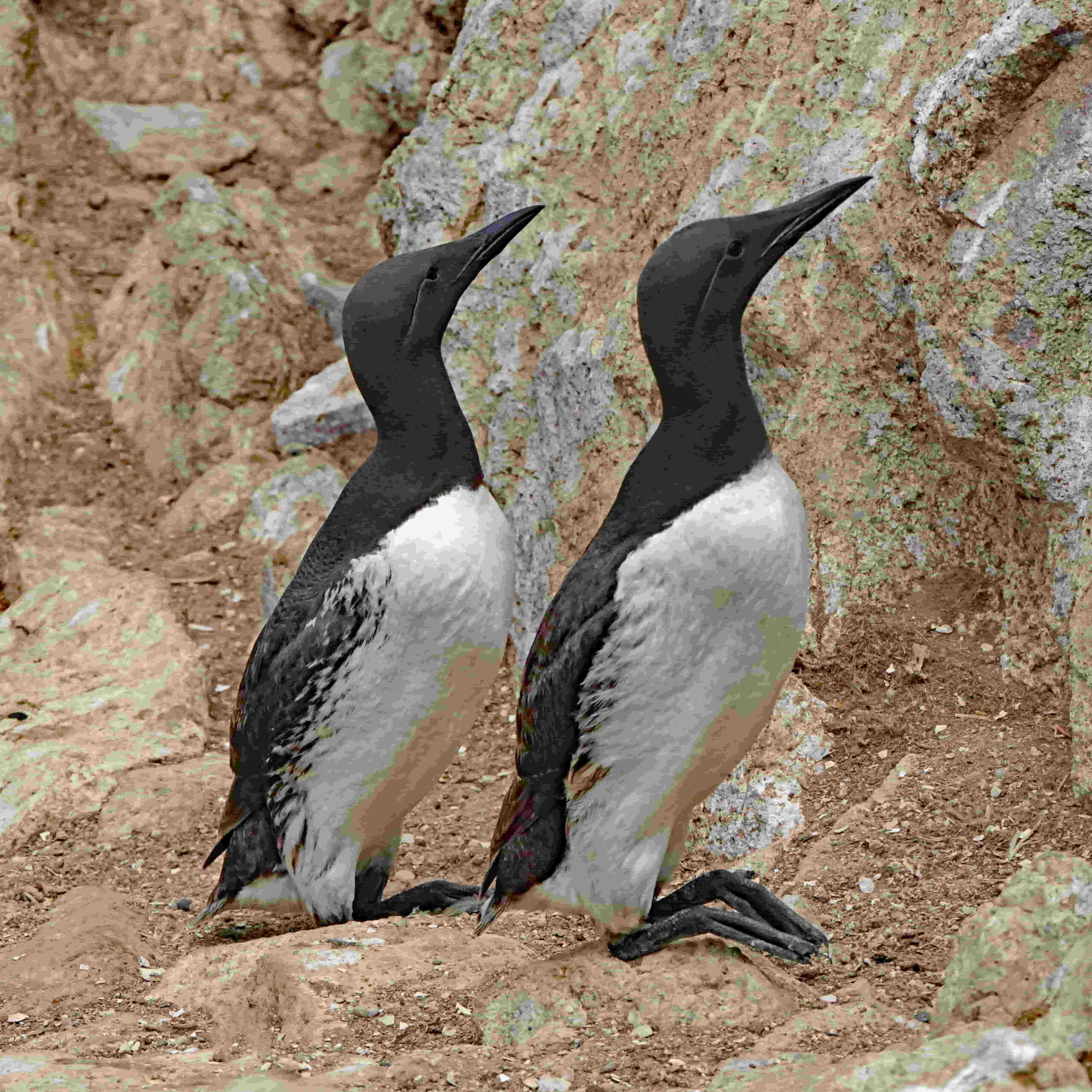 Common Murres