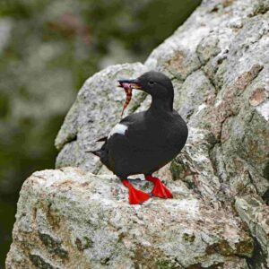 Pigeon Guillemont