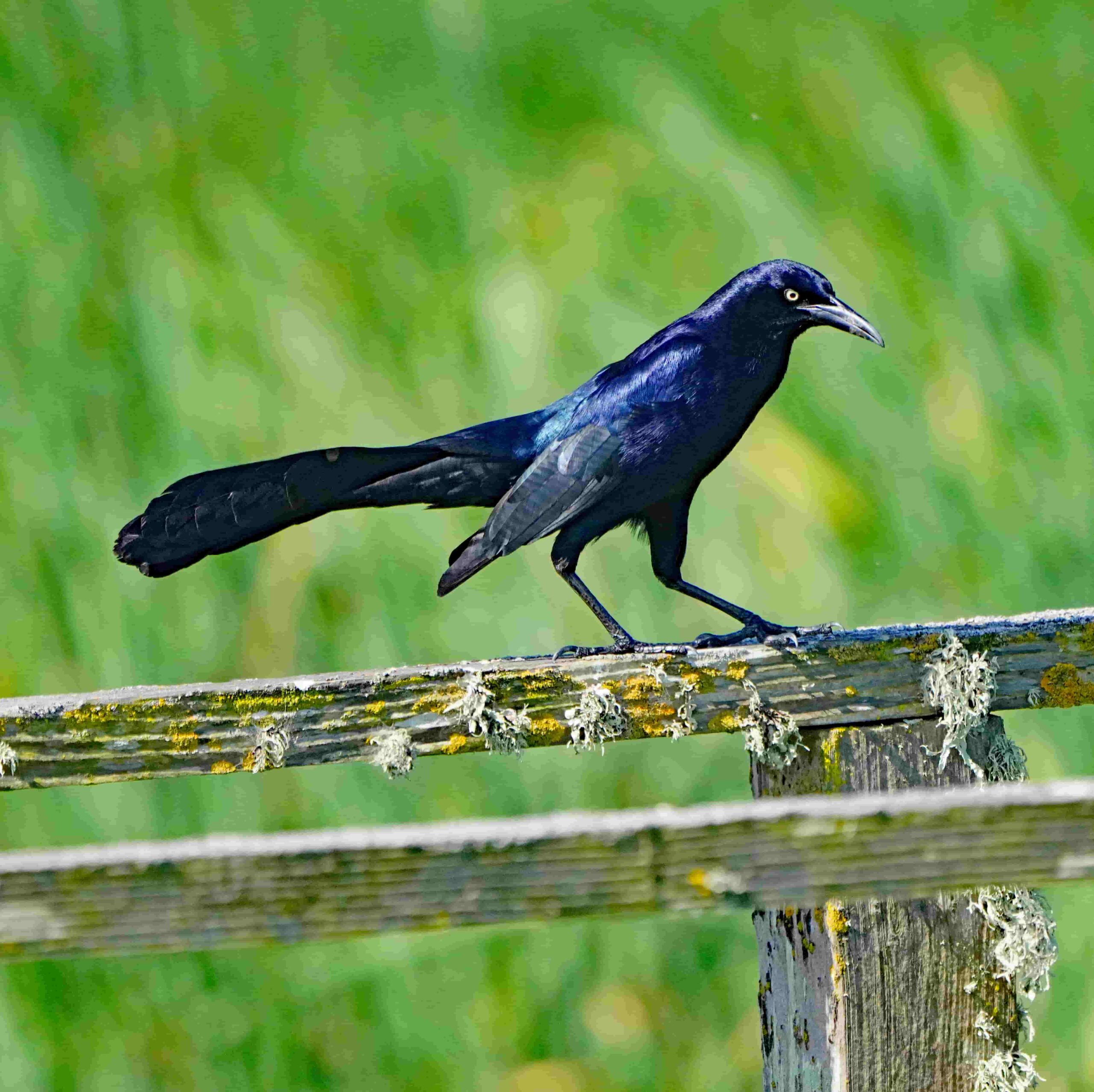 Great-tailed Grackle
