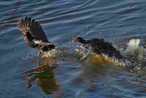 Common Gallinule