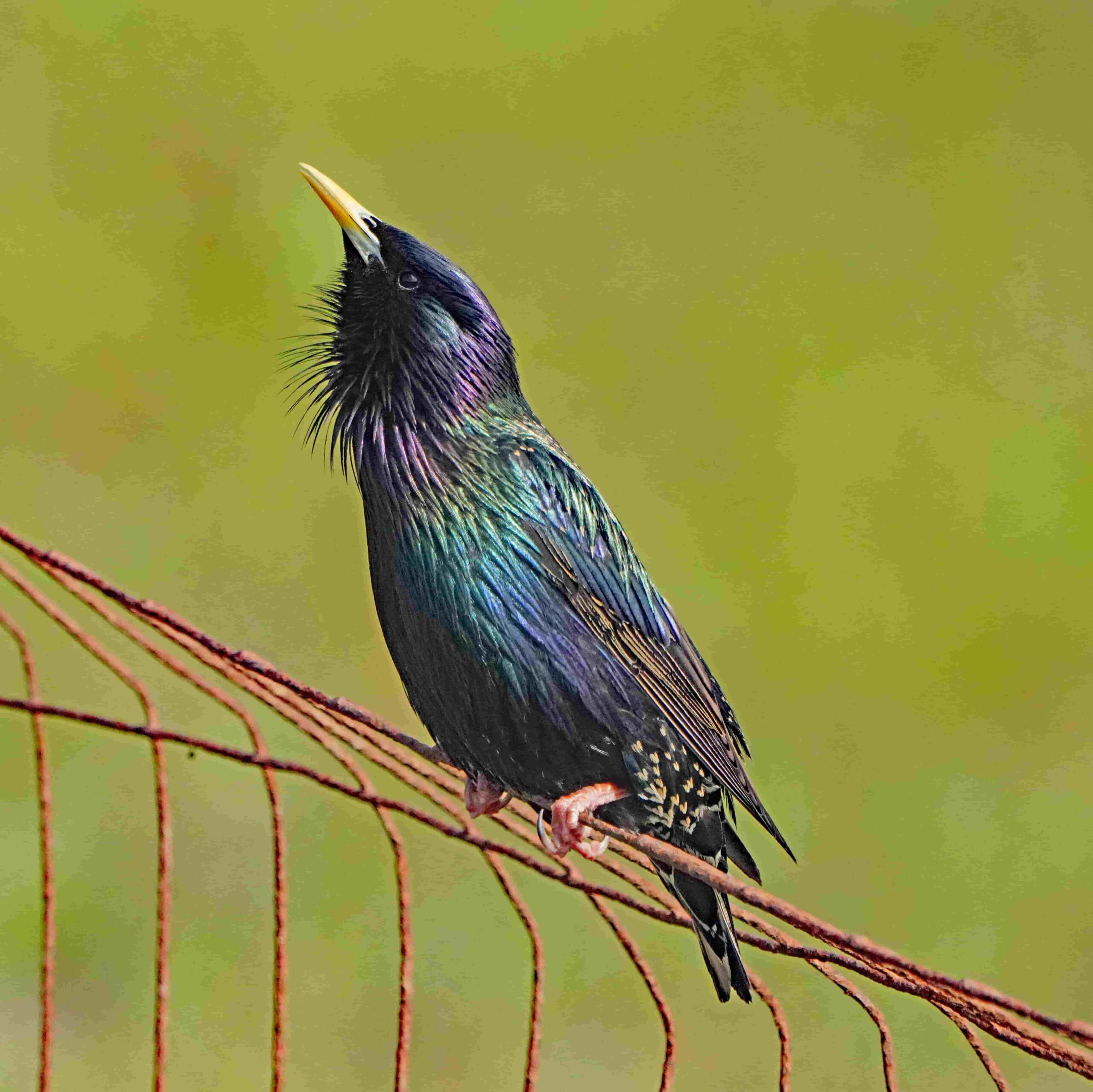 European Starling