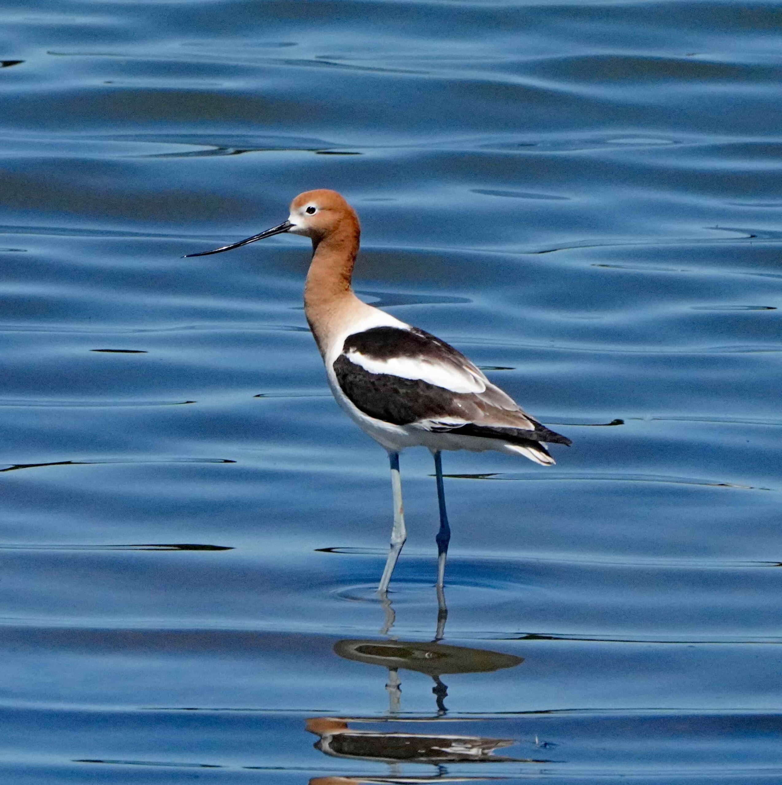 American Avocet