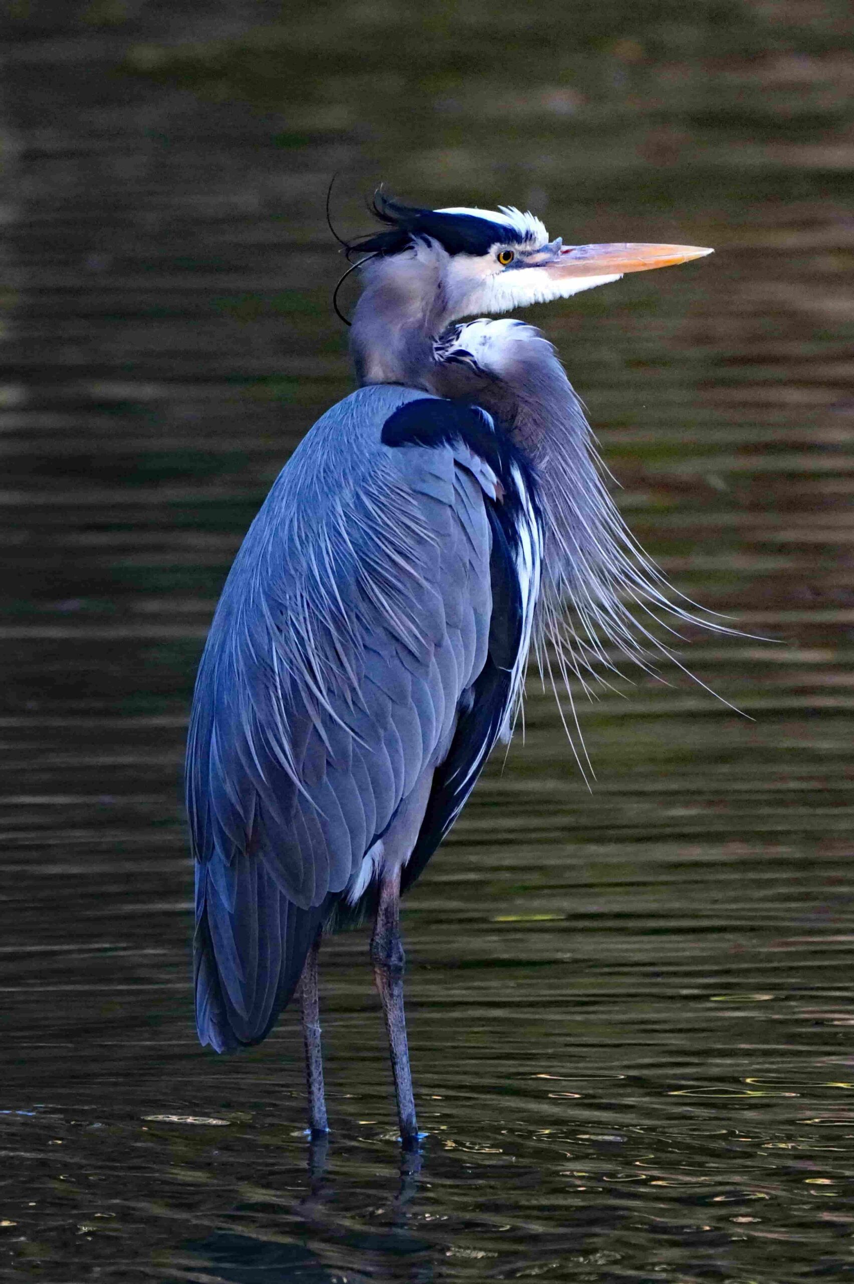 Great Blue Heron