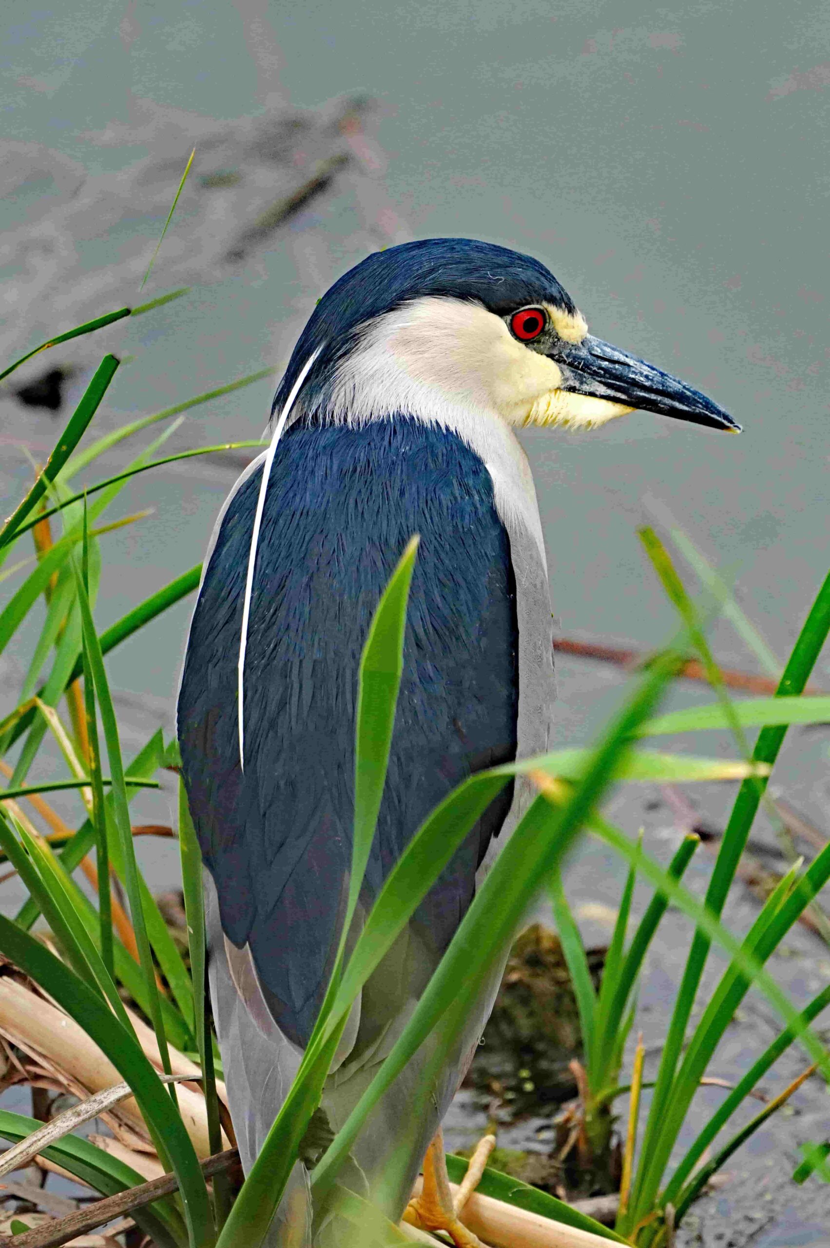 Black Crowned Night Heron