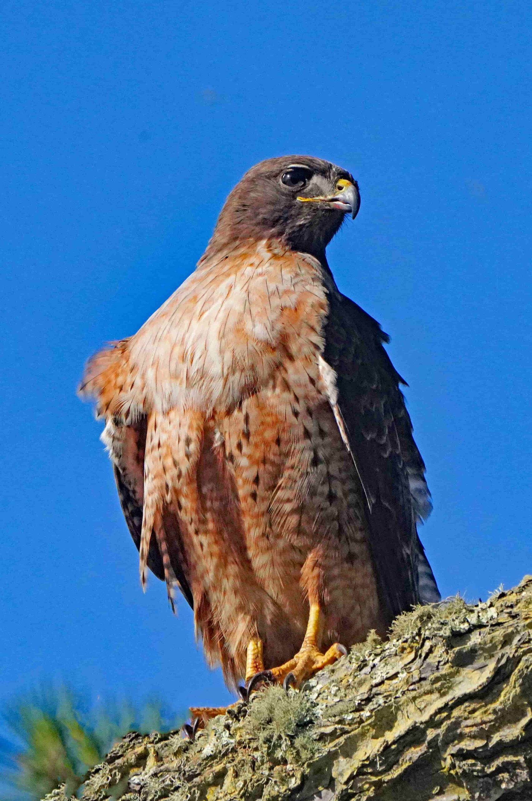 Red-Tailed Hawk