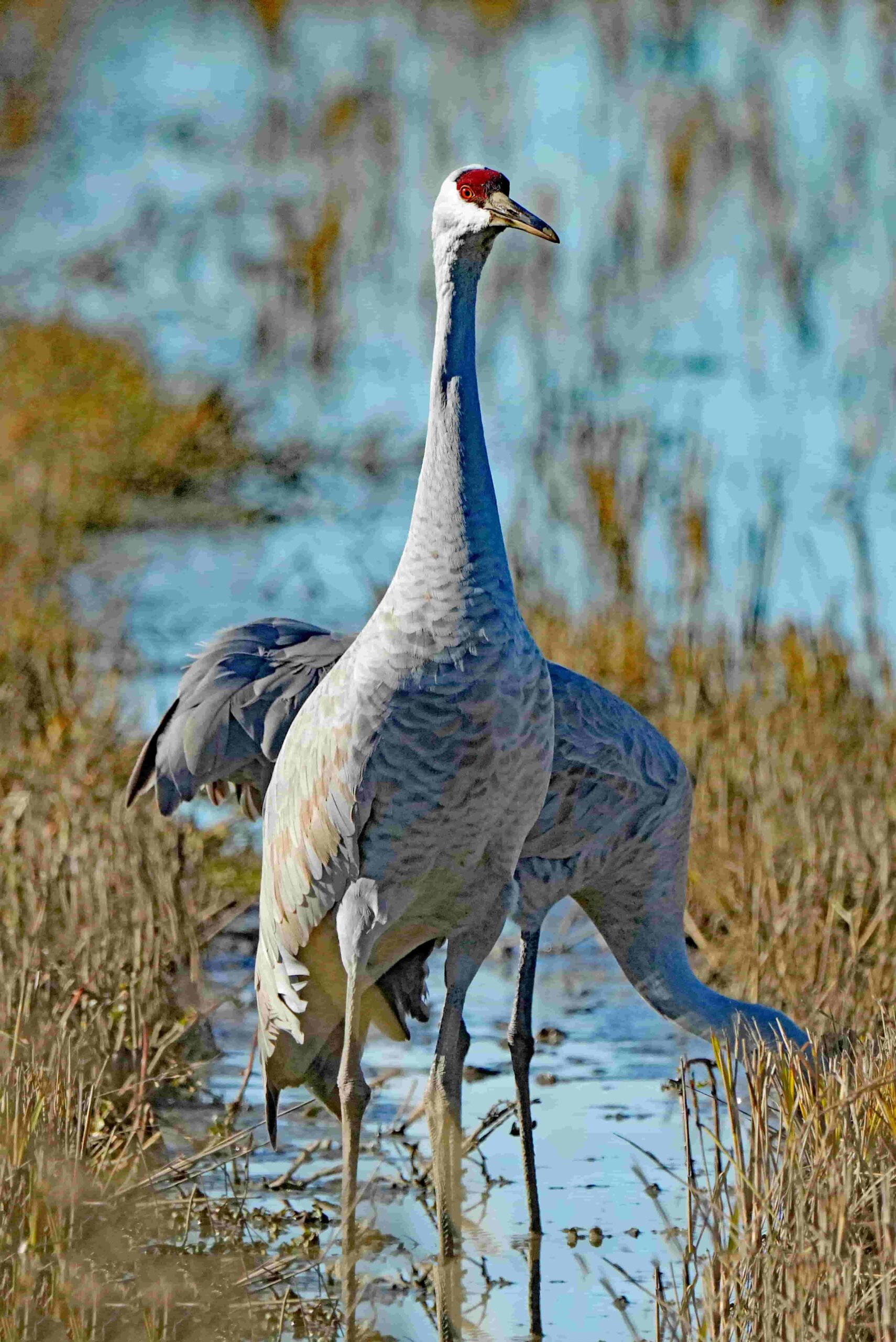 Sand Hill Cranes