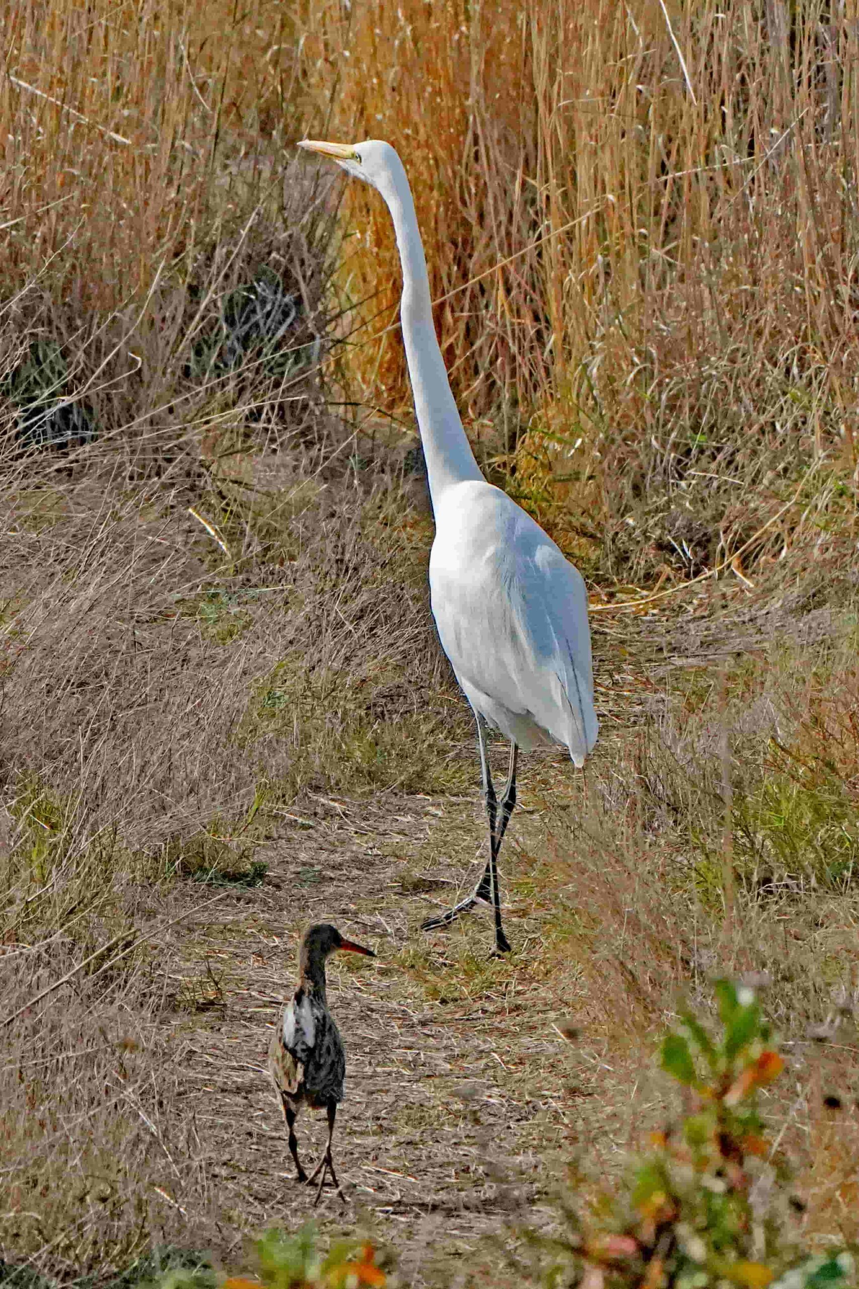  Great Egret and Ridgway's Rail