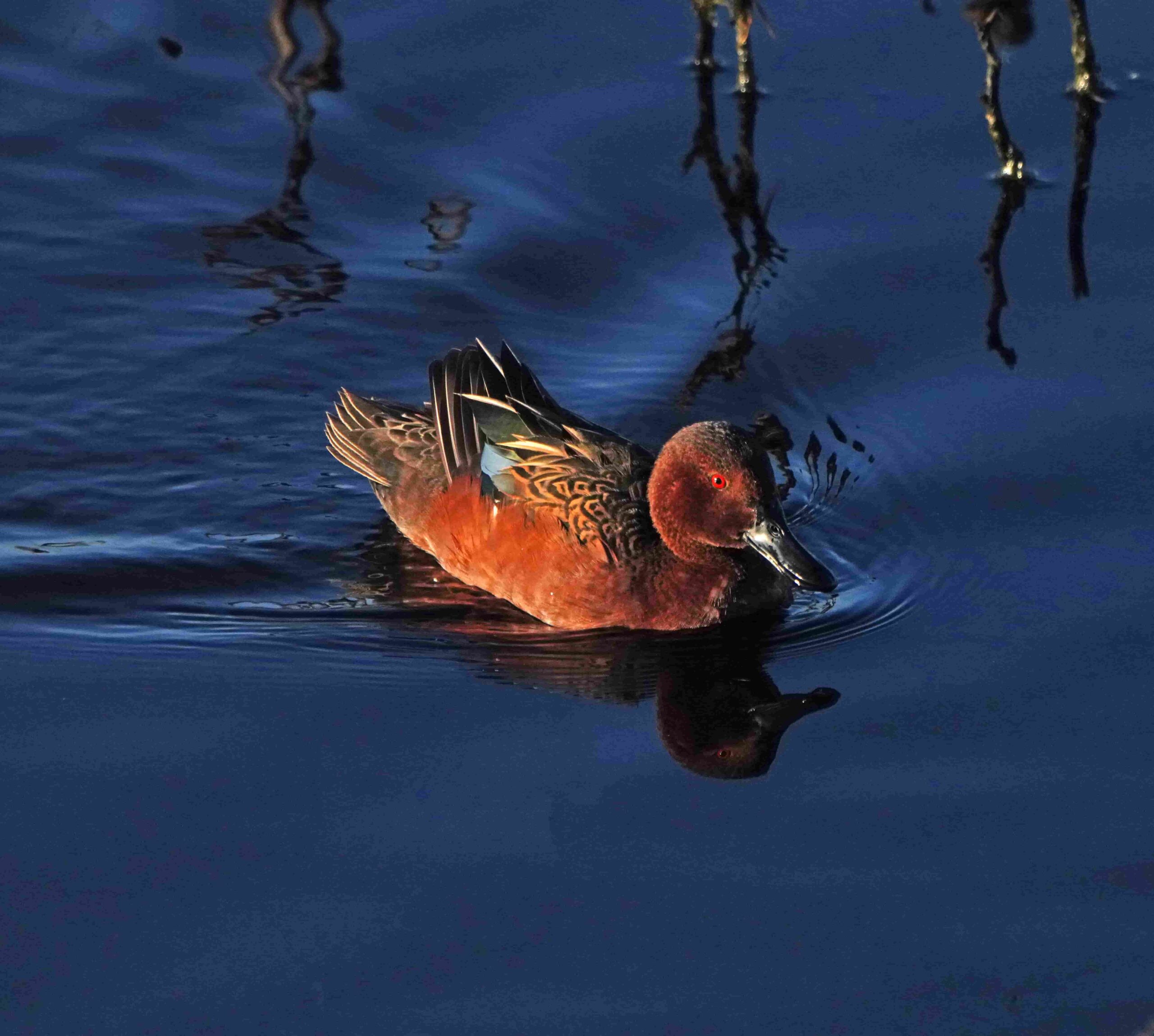Cinnamon Teal