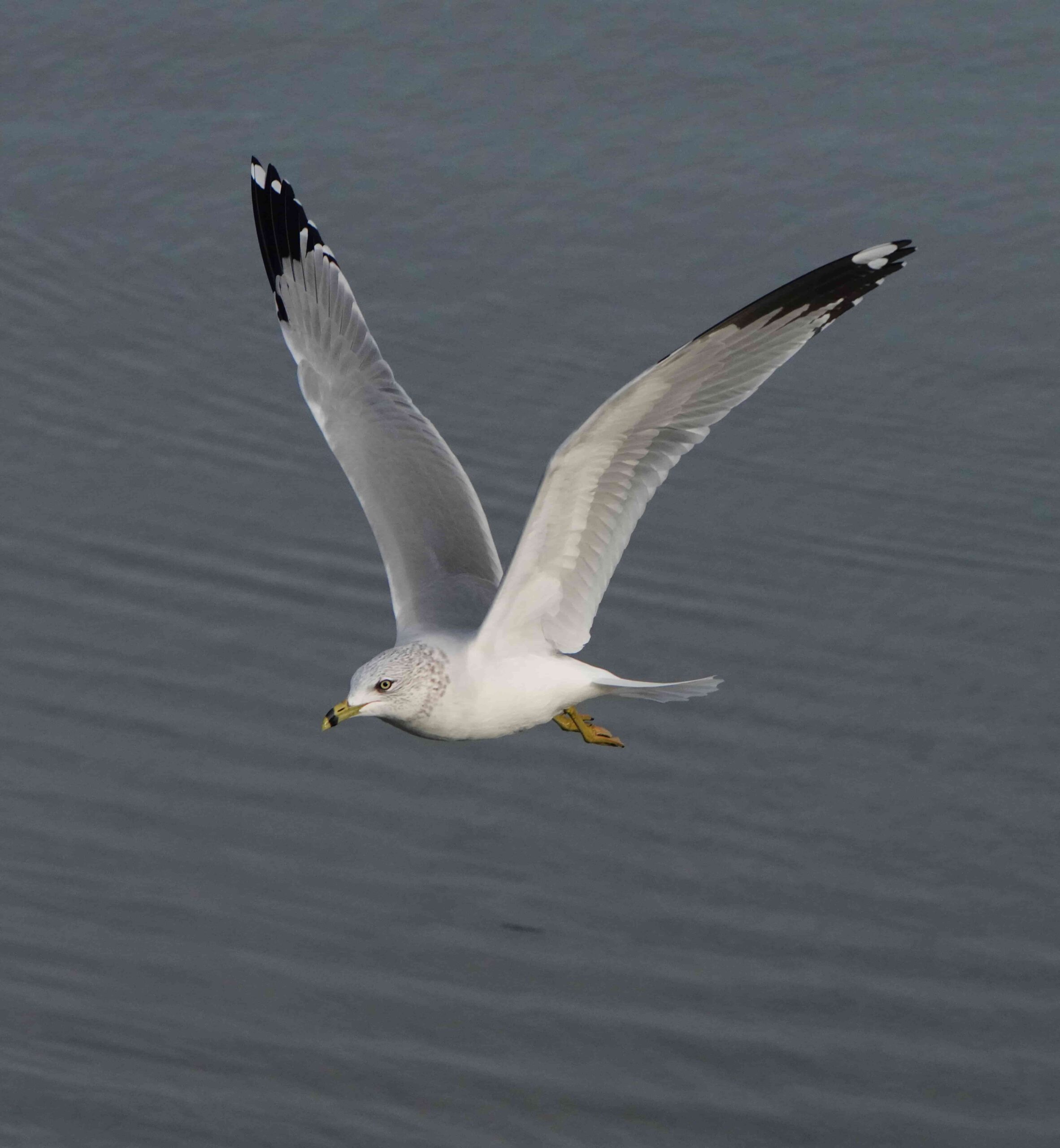 Ring-billed Gull