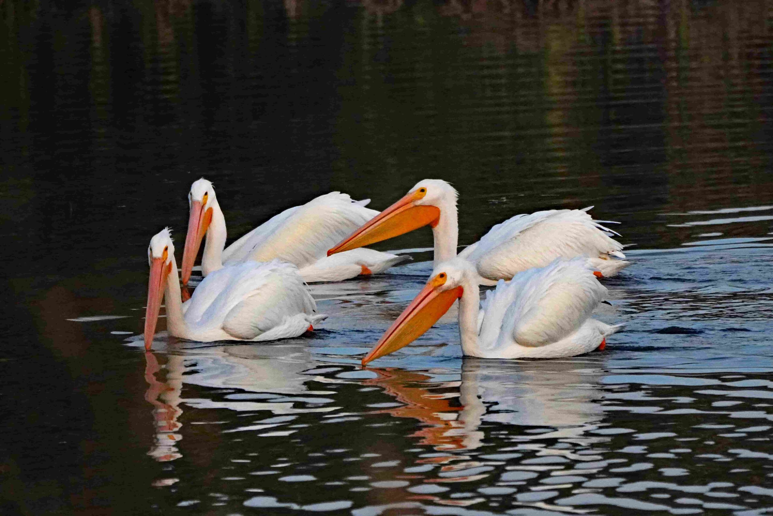 White Pelican