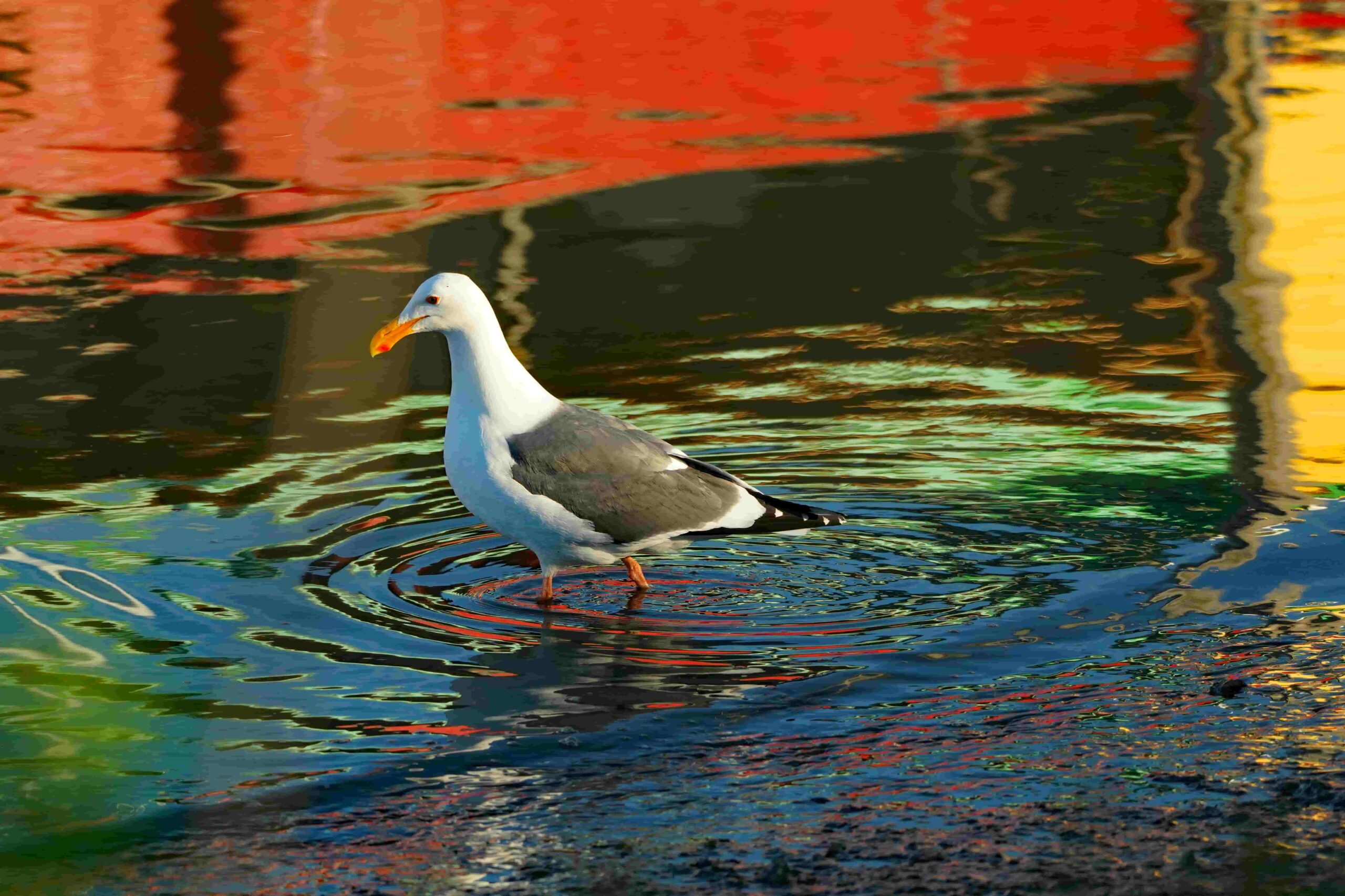 Western Gull