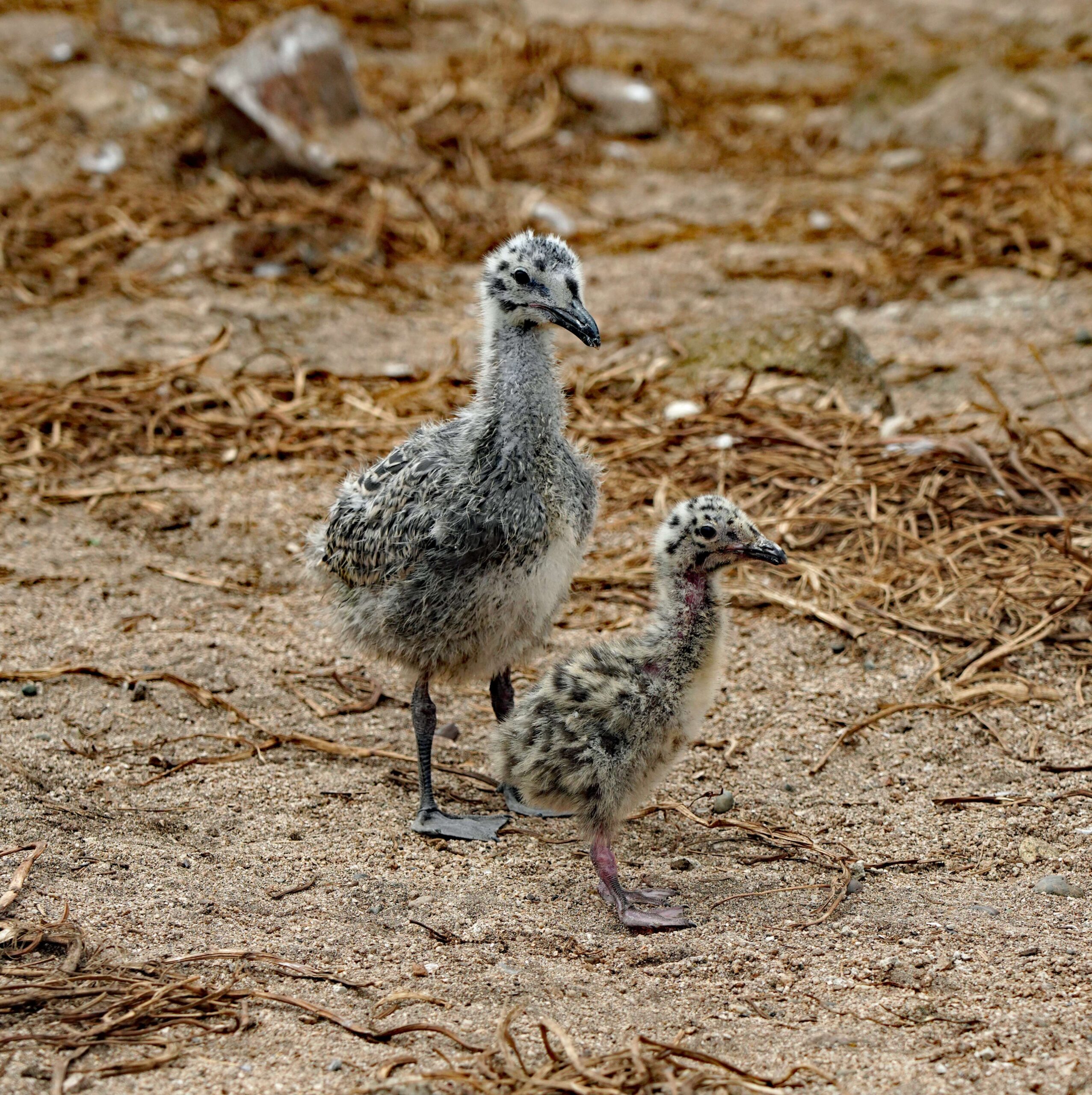 Western Gull Chicks