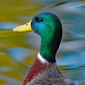 Male mallard 