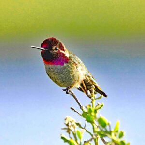 Anna’s Hummingbird 
