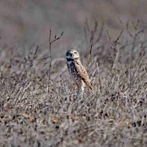 Owl’